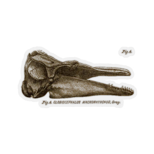 Short-finned Pilot Whale Skull Profile Sticker