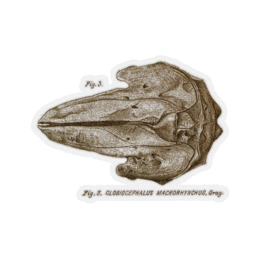 Short-finned Pilot Whale Skull Sticker