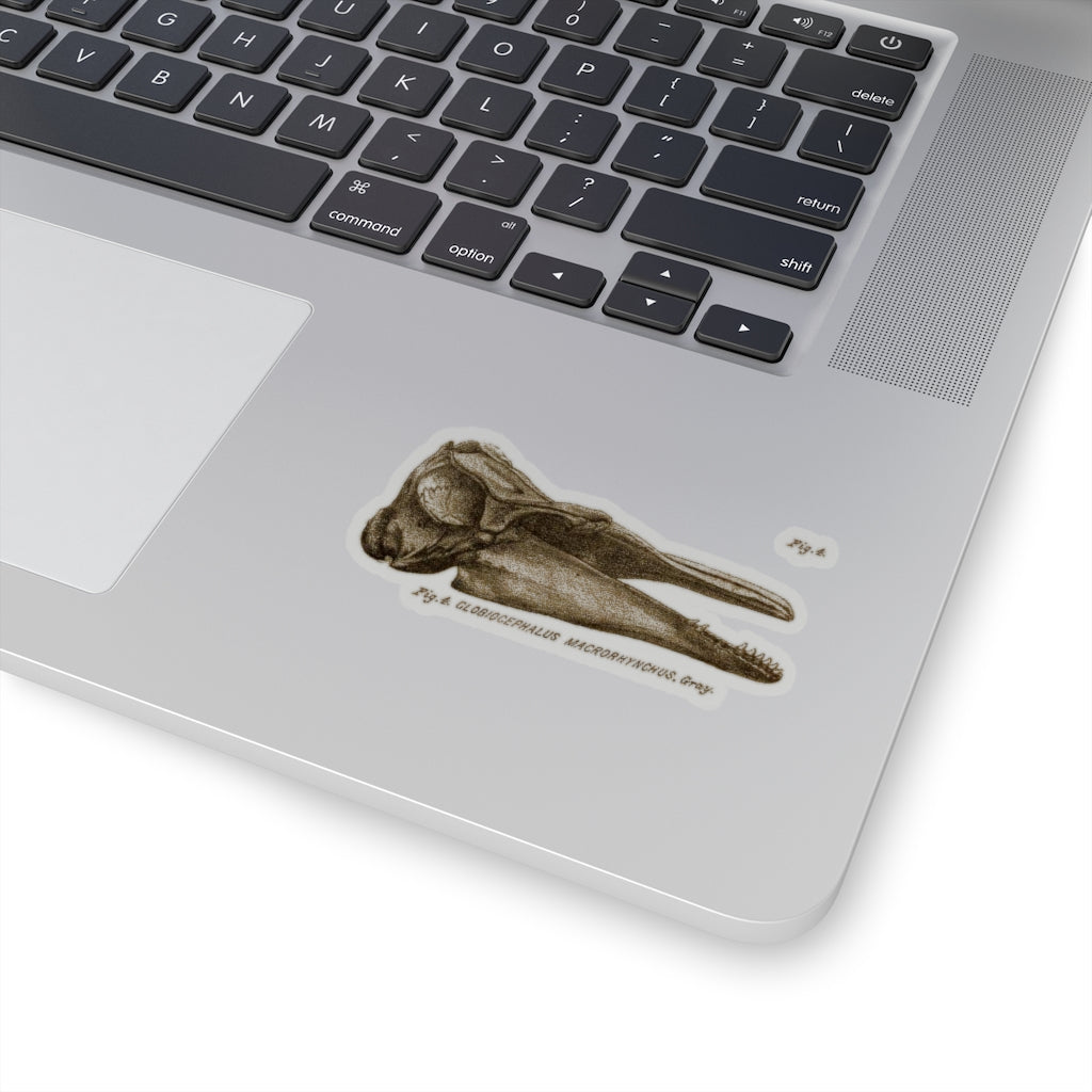 Short-finned Pilot Whale Skull Profile Sticker