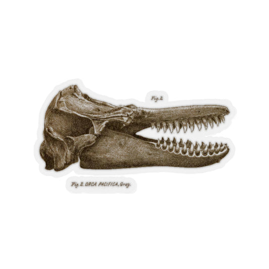 Orca Skull Sticker