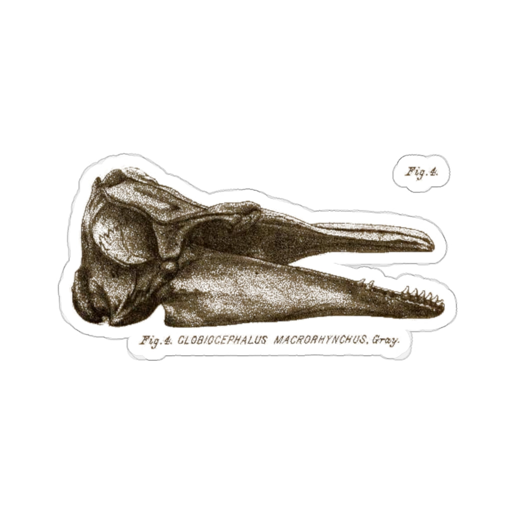 Short-finned Pilot Whale Skull Profile Sticker