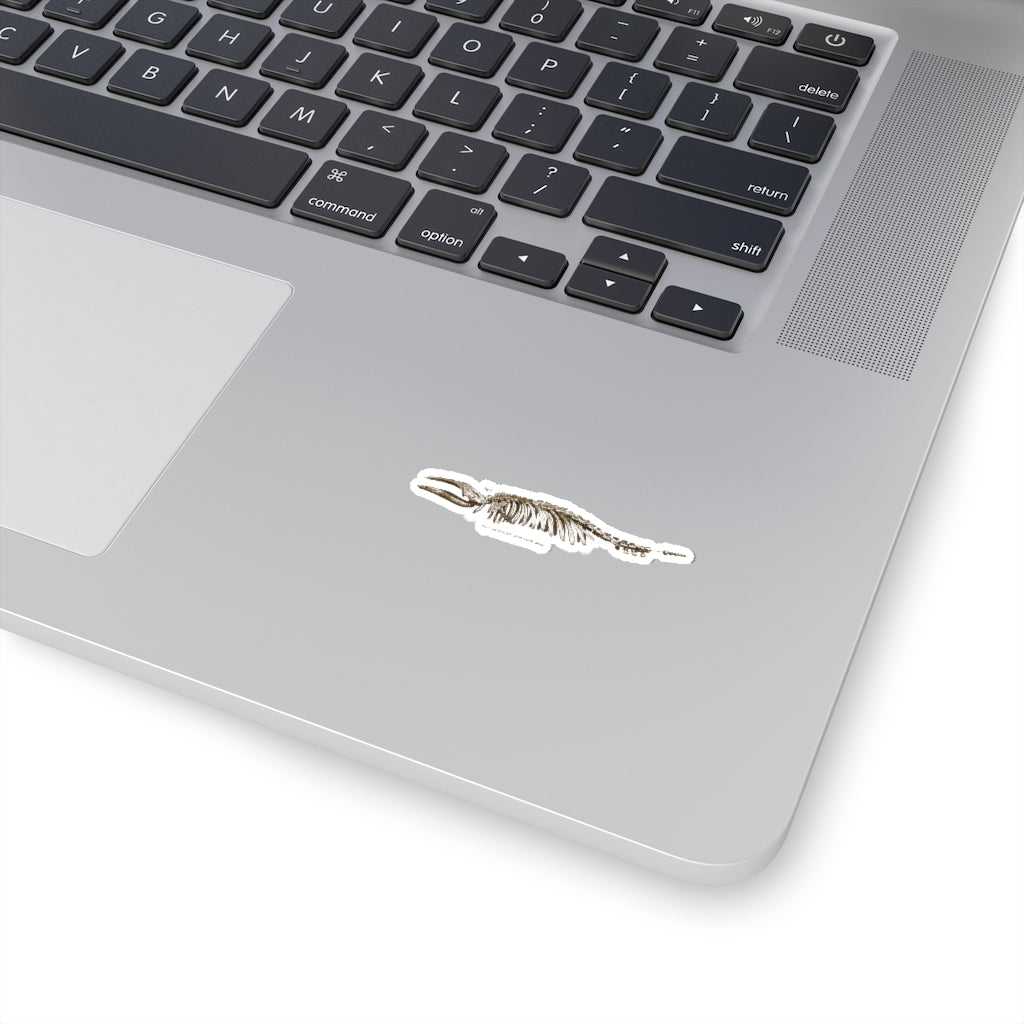 Pigmy Right Whale Sticker
