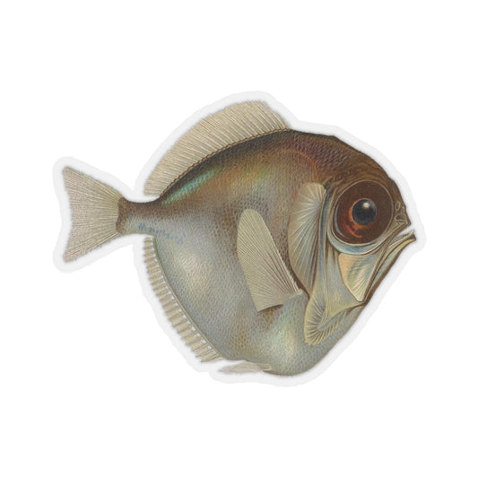 Silver Spinyfin Sticker