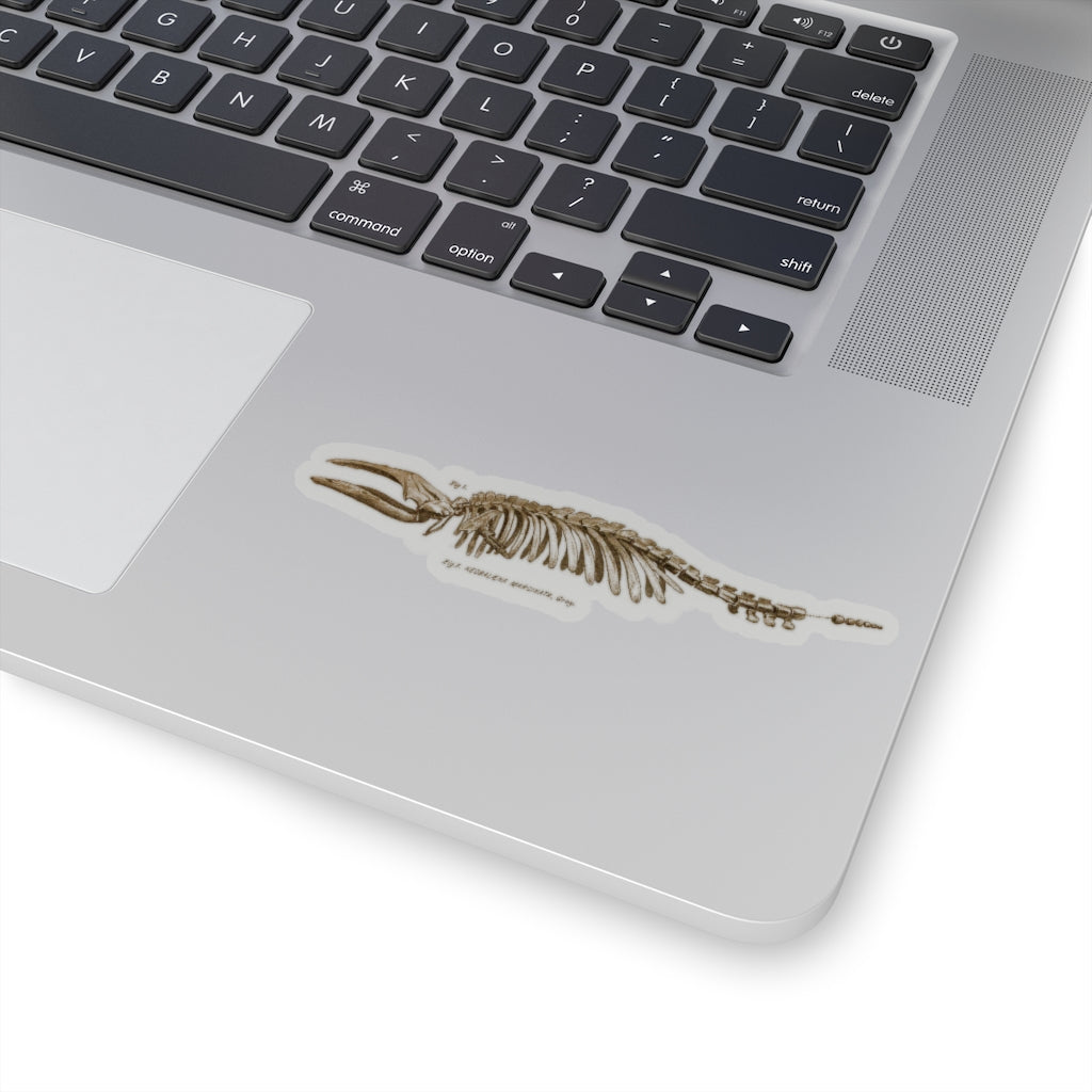 Pigmy Right Whale Sticker