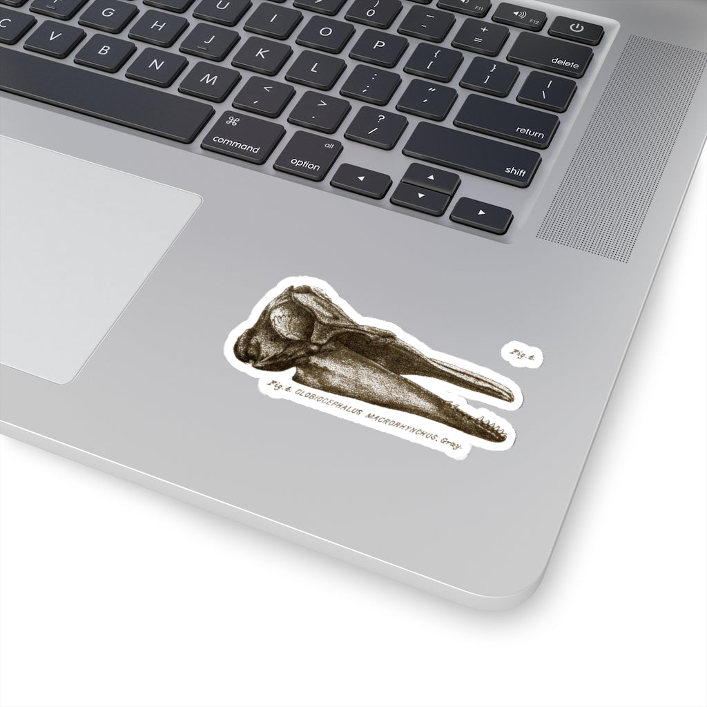 Short-finned Pilot Whale Skull Profile Sticker