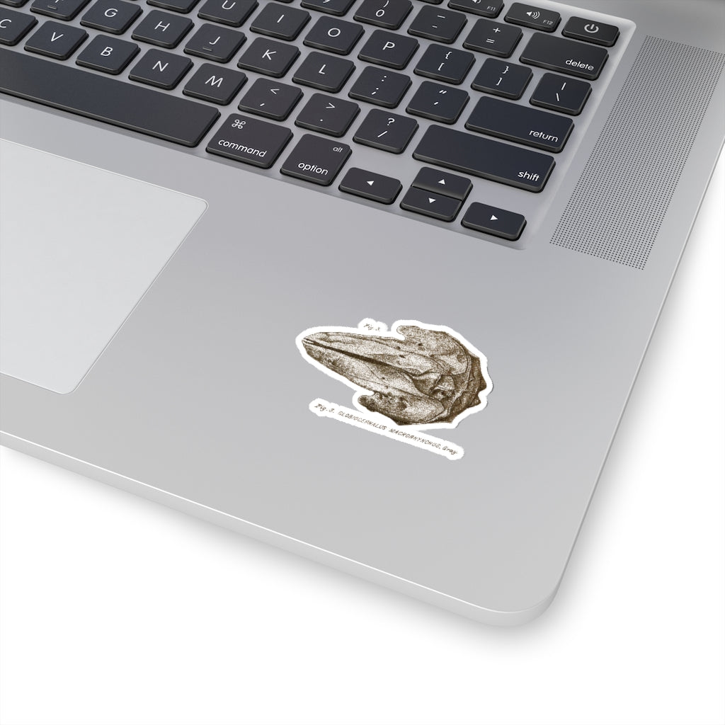 Short-finned Pilot Whale Skull Sticker
