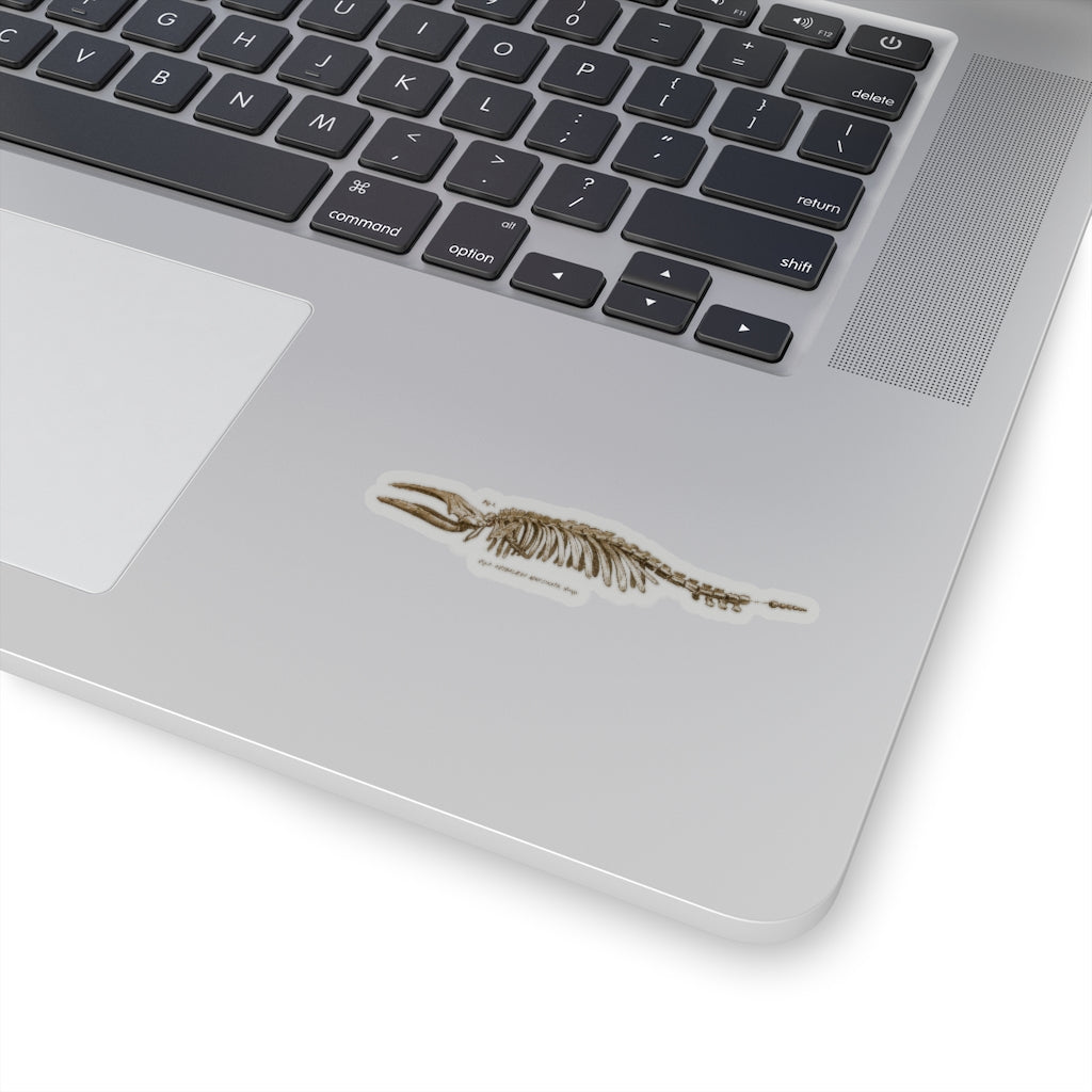 Pigmy Right Whale Sticker