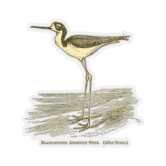 Black-Necked American Stilt Sticker