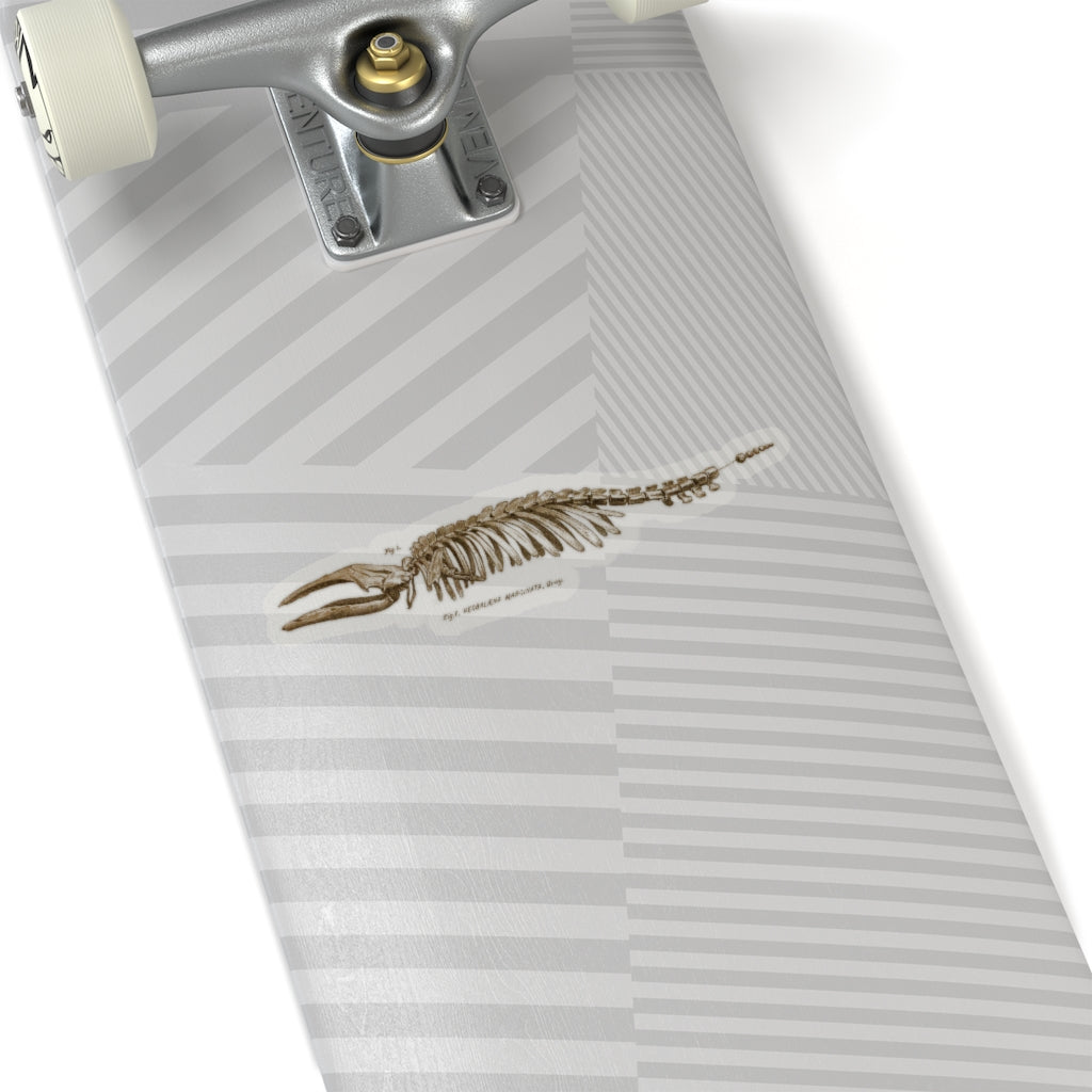 Pigmy Right Whale Sticker