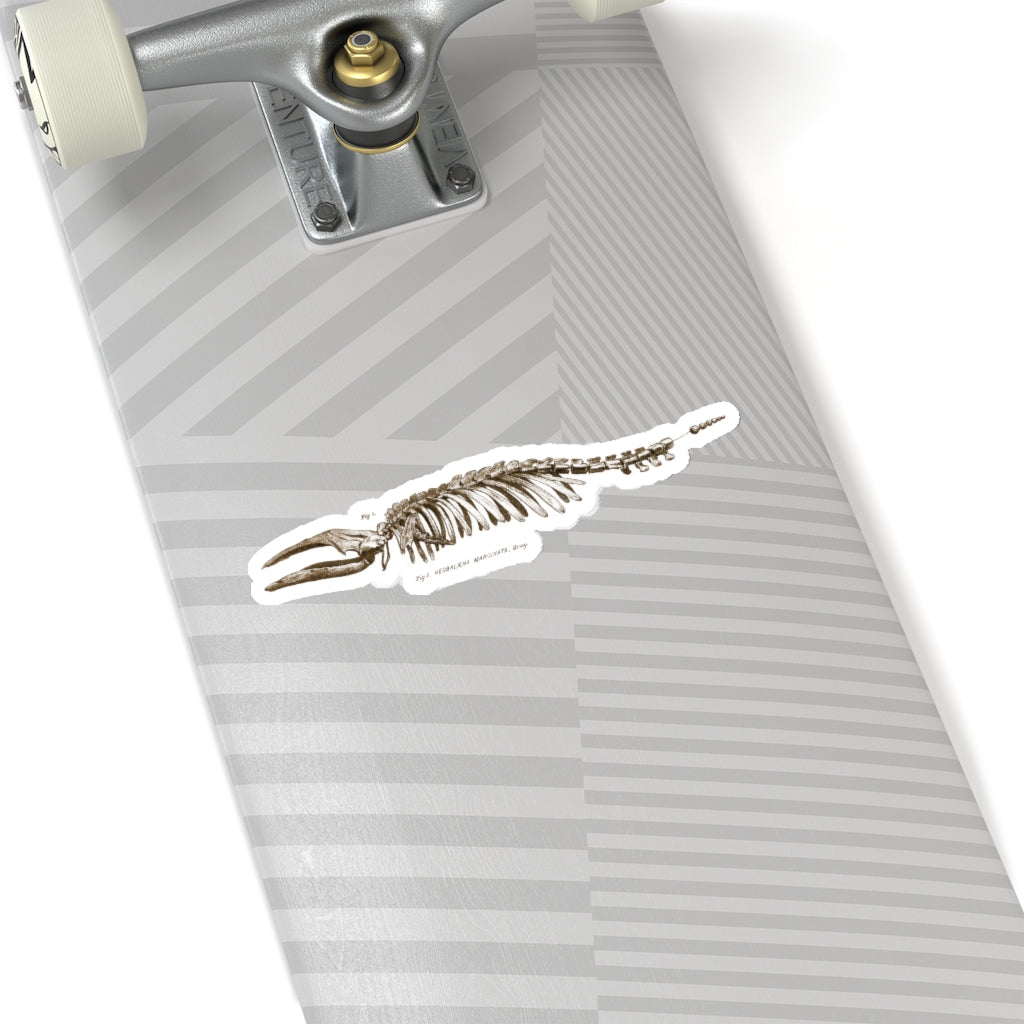 Pigmy Right Whale Sticker