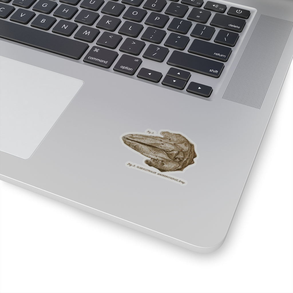 Short-finned Pilot Whale Skull Sticker