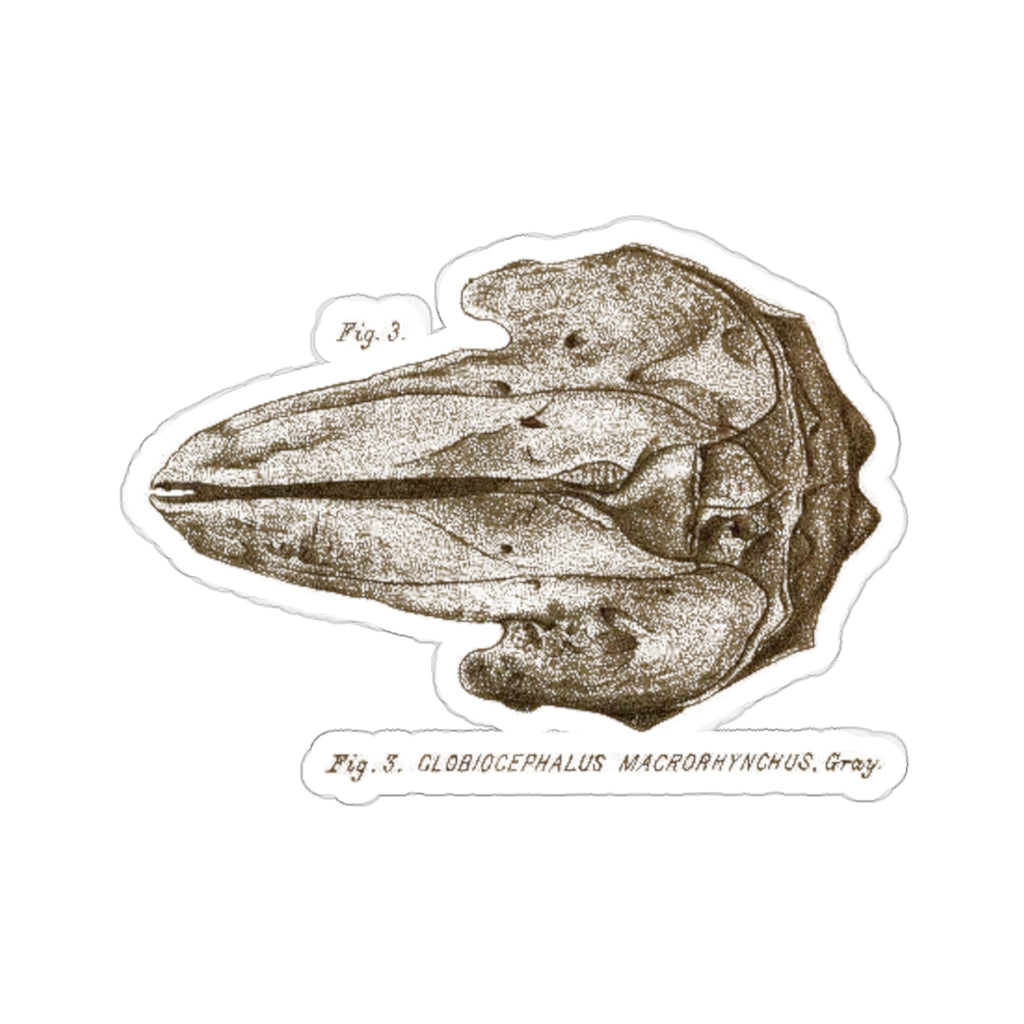 Short-finned Pilot Whale Skull Sticker