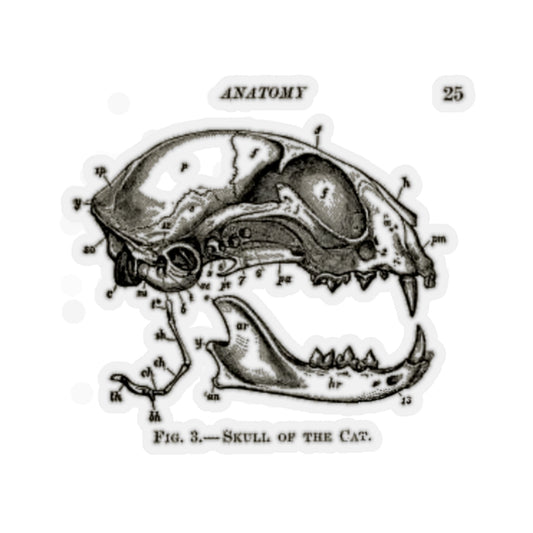 Skull of a Cat Sticker