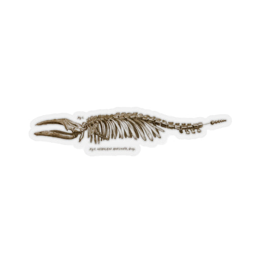 Pigmy Right Whale Sticker