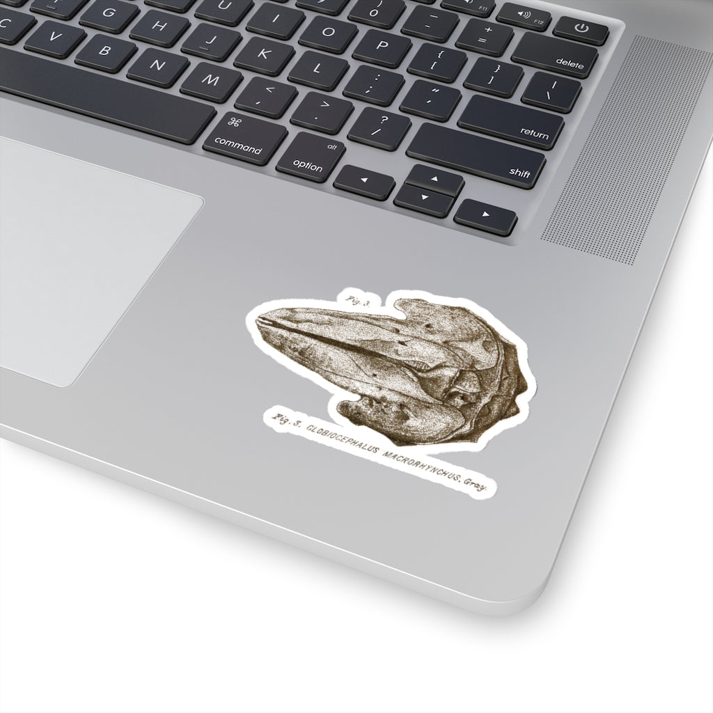 Short-finned Pilot Whale Skull Sticker