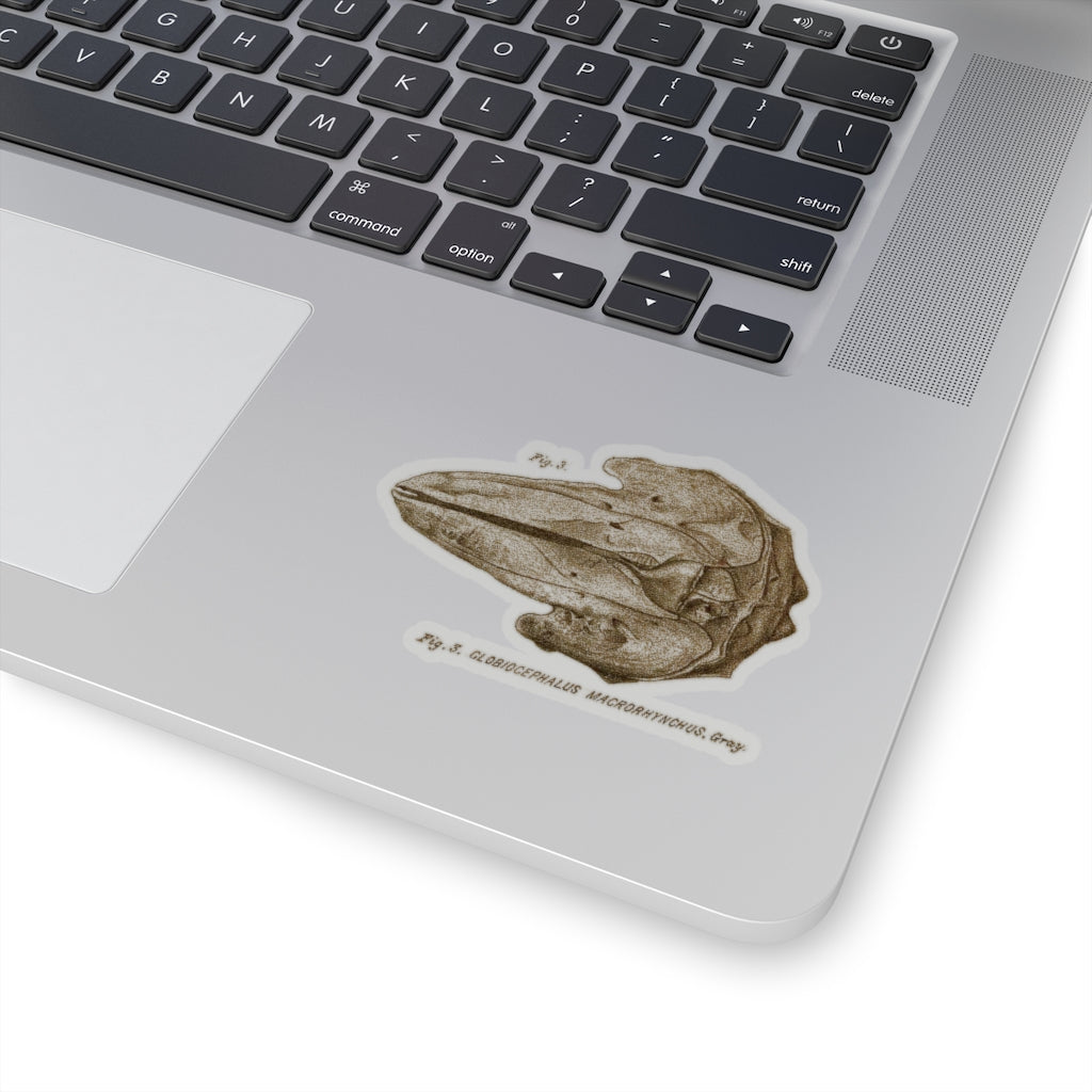 Short-finned Pilot Whale Skull Sticker