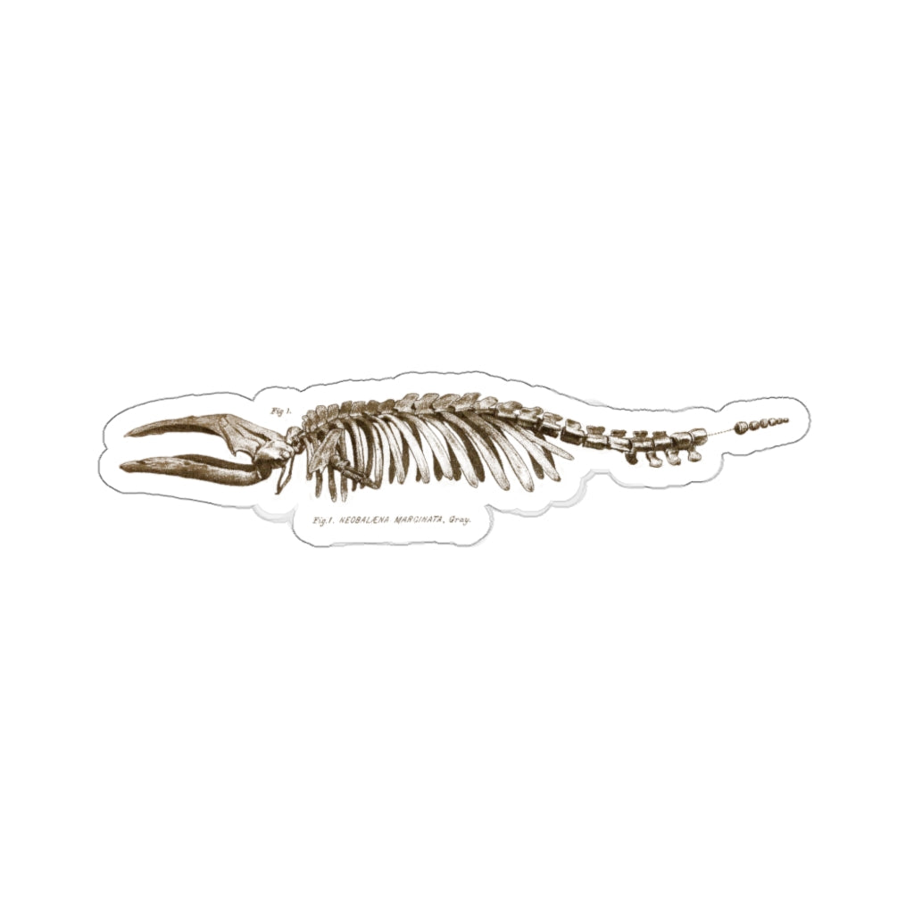 Pigmy Right Whale Sticker