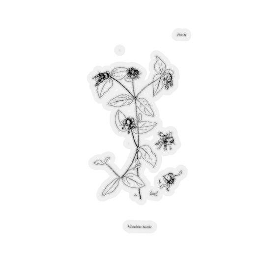 Berry Catchfly Sticker