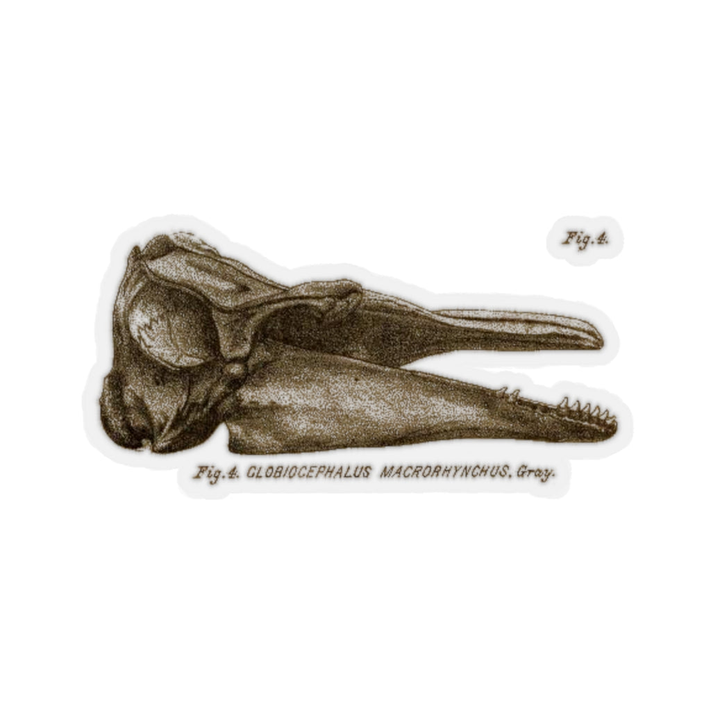 Short-finned Pilot Whale Skull Profile Sticker