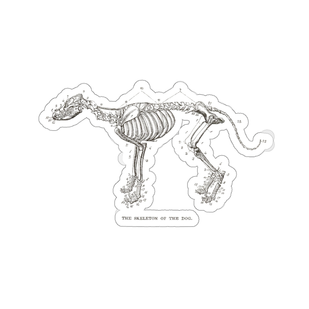 Skeleton of the Dog Sticker